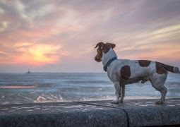 Que faire si vous perdez votre chien