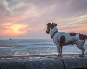 Que faire si vous perdez votre chien