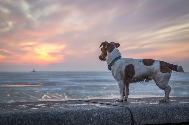Que faire si vous perdez votre chien Que faire si vous perdez votre chien