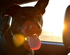 Voyager avec votre chien : vaccinations et documents obligatoires Voyager avec votre chien : vaccinations et documents obligatoires