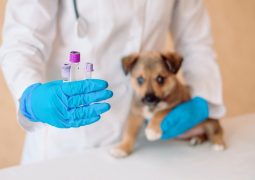 Mon chien se fait vacciner, suis-je couvert par ma mutuelle pour chien ?