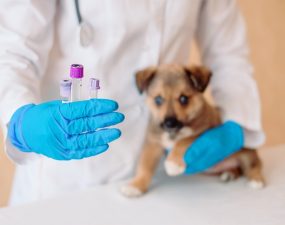Mon chien se fait vacciner, suis-je couvert par ma mutuelle pour chien ?