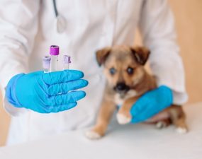 Mon chien se fait vacciner, suis-je couvert par ma mutuelle pour chien ? Mon chien se fait vacciner, suis-je couvert par ma mutuelle pour chien ?