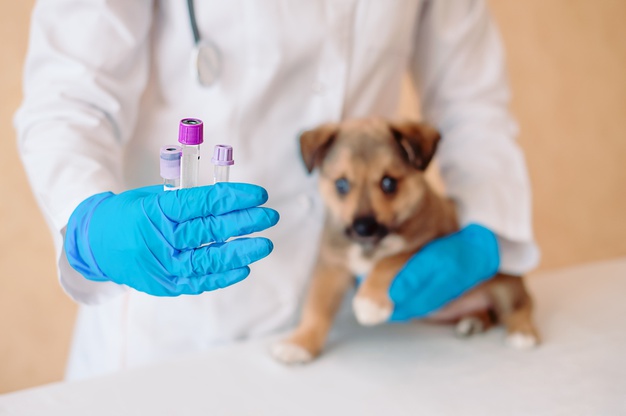 Mon chien se fait vacciner, suis-je couvert par ma mutuelle pour chien ?