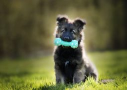 Comment bien choisir le jouet de votre chien ?