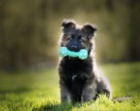 Comment bien choisir le jouet de votre chien ?