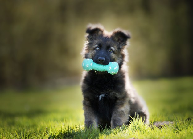 Comment bien choisir le jouet de votre chien ? Comment bien choisir le jouet de votre chien ?