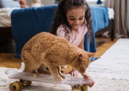 Quel jouet choisir pour son chat ?