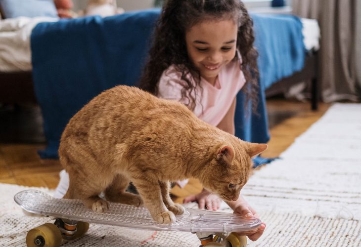 Quel jouet choisir pour son chat ?