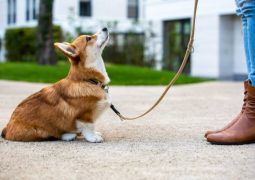 Comment faire pour éduquer un chiot ?