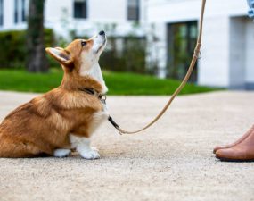 Comment faire pour éduquer un chiot ?