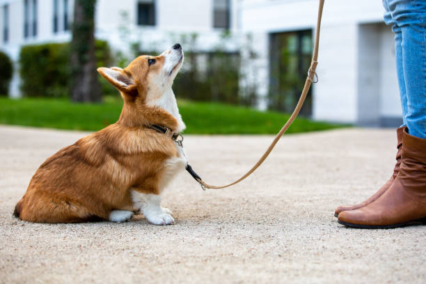 Comment faire pour éduquer un chiot ?