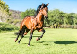 Comment garder votre cheval en bonne santé pendant toute sa vie ?