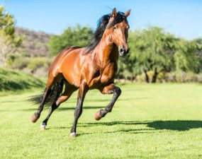 Comment garder votre cheval en bonne santé pendant toute sa vie ?