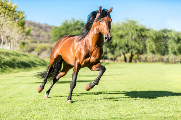 Comment garder votre cheval en bonne santé pendant toute sa vie ?