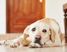 Comment reconnaître un chien qui s’ennuie ? Comment reconnaître un chien qui s’ennuie ?