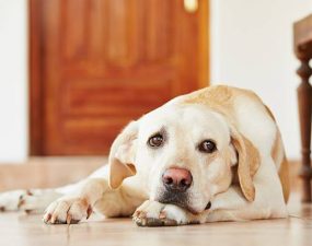 Comment reconnaître un chien qui s’ennuie ?