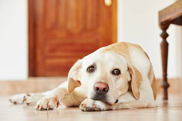 Comment reconnaître un chien qui s’ennuie ?