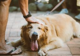 Comment savoir si les croquettes conviennent à mon chien ?