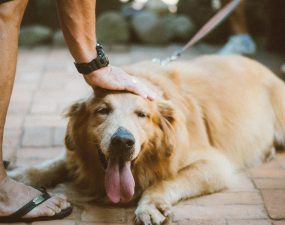 Comment savoir si les croquettes conviennent à mon chien ? Comment savoir si les croquettes conviennent à mon chien ?