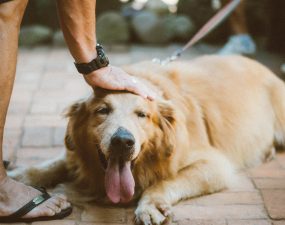 Comment savoir si les croquettes conviennent à mon chien ?