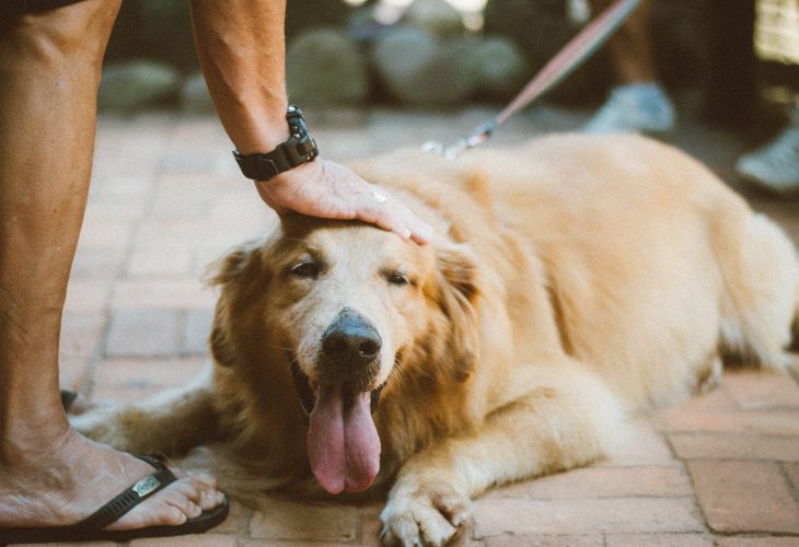 Comment savoir si les croquettes conviennent à mon chien ?