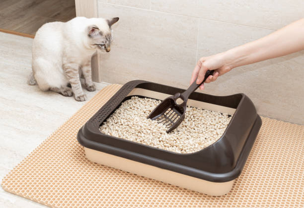 Quel équipement pour accueillir un chat ? Quel équipement pour accueillir un chat ?