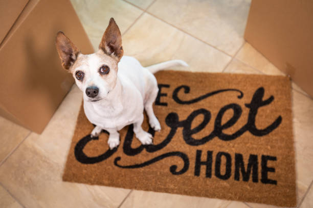 Quels accessoires pour accueillir un chien ? Quels accessoires pour accueillir un chien ?