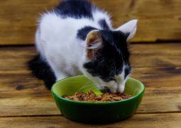 Où peut-on trouver des croquettes bio de qualité pour un chat ?
