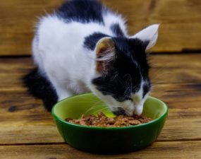 Où peut-on trouver des croquettes bio de qualité pour un chat ? Où peut-on trouver des croquettes bio de qualité pour un chat ?