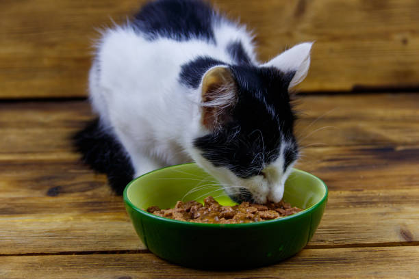 Où peut-on trouver des croquettes bio de qualité pour un chat ?