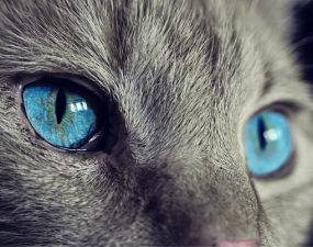 Quelle est l’alimentation d’un chat ? Quelle est l’alimentation d’un chat ?