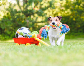 Jouets pour chien : notre sélection du moment