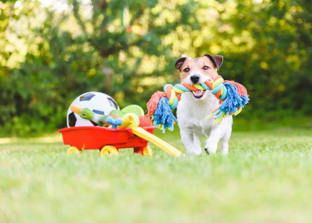 Jouets pour chien : notre sélection du moment