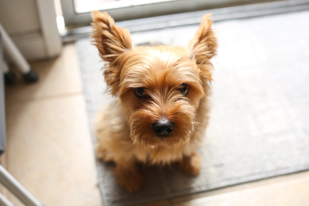 L’évolution de la propreté canine : Pourquoi opter pour un tapis éducateur lavable ?