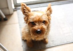 L’évolution de la propreté canine : Pourquoi opter pour un tapis éducateur lavable ?