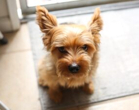 L’évolution de la propreté canine : Pourquoi opter pour un tapis éducateur lavable ? L’évolution de la propreté canine : Pourquoi opter pour un tapis éducateur lavable ?