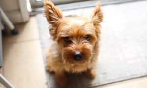 L’évolution de la propreté canine : Pourquoi opter pour un tapis éducateur lavable ?