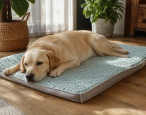 Un tapis rafraîchissant pour chien, l’allié indispensable pour un été au frais