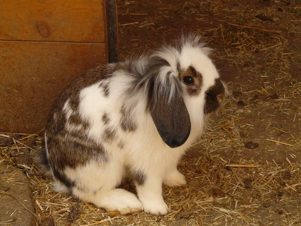 Fiche pratique : tout savoir sur la cage Midoru lapin