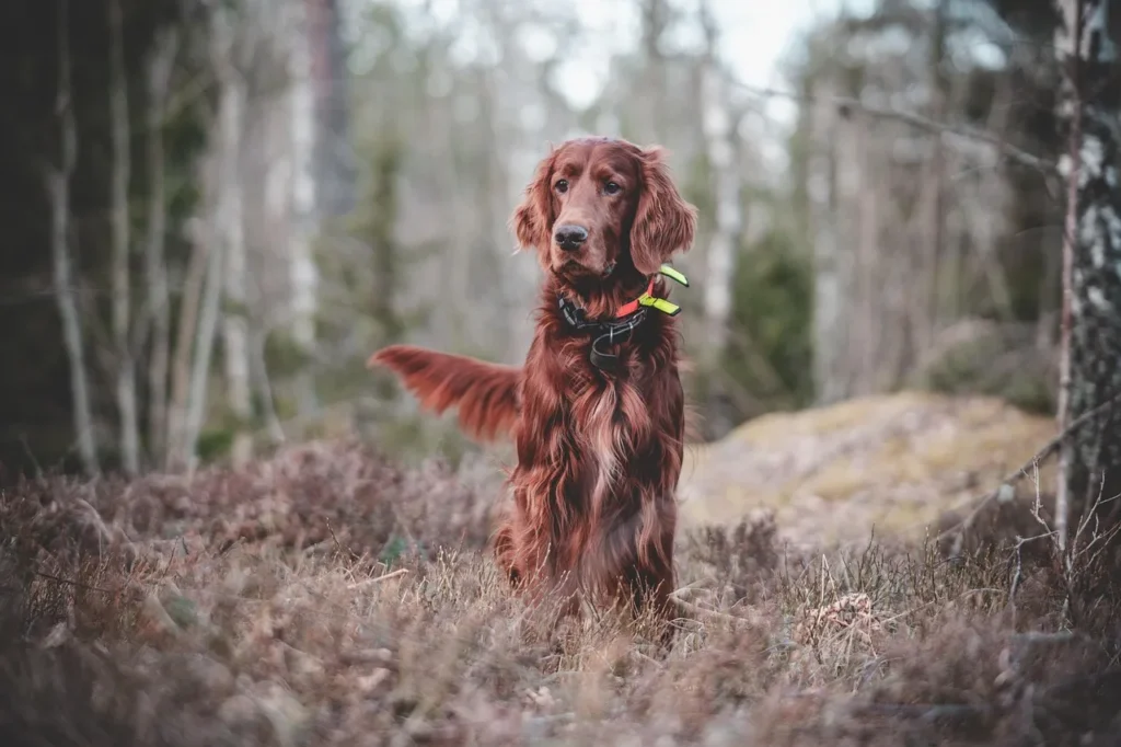 Comparatif des meilleures pratiques d'éducation canine avec Equivita Elevage