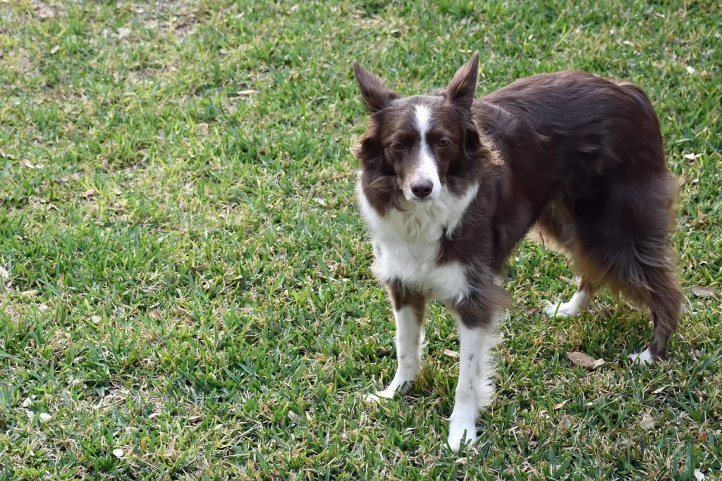 Guide en étapes pour élever un chien dans un environnement sportif