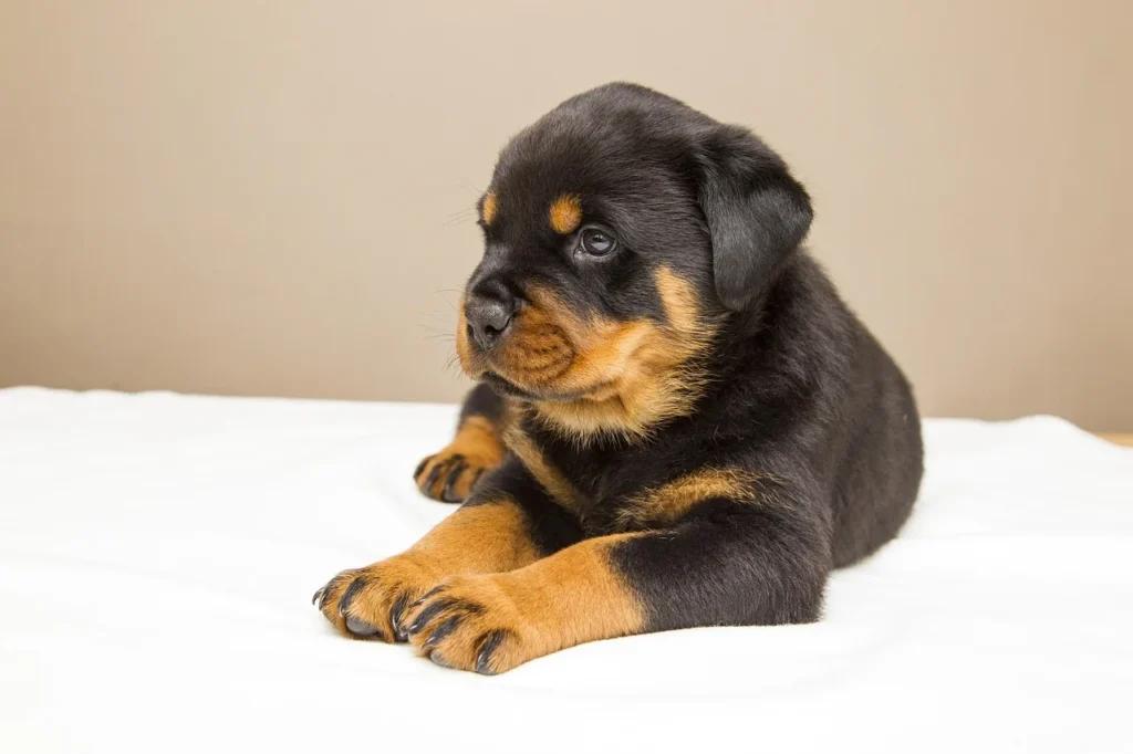 L'Éducation des Chiens : Méthodes Efficaces et Bienveillantes